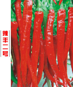 辣丰二号