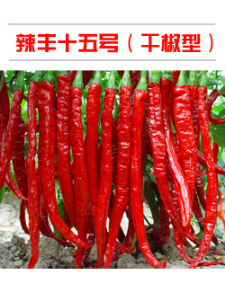 辣丰十五号（干