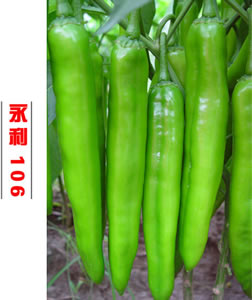 永利超新十五号