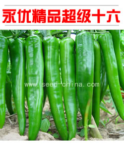 永利106