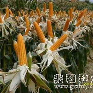 兆丰588