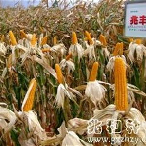 兆丰688