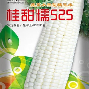  桂甜糯525