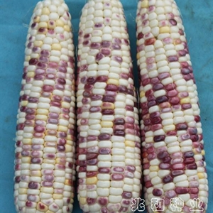  桂花糯522