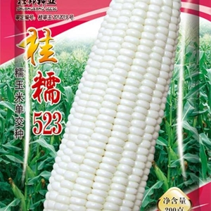 桂糯523