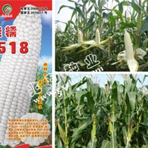 桂糯518