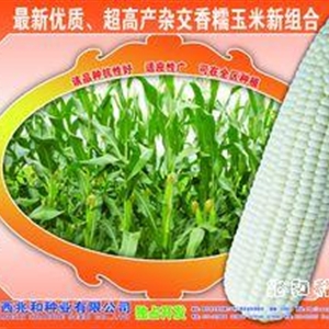 兆香糯1号