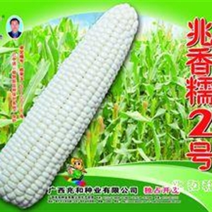 兆香糯2号