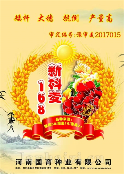 新科麦168