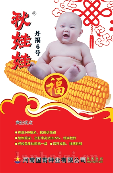 丹福6号玉米杂交种