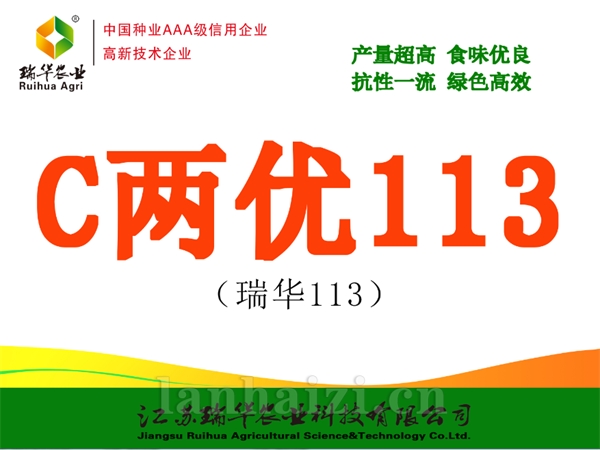 C两优113