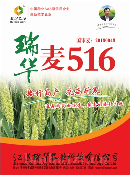 瑞华麦516