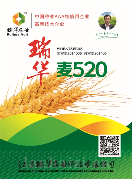 瑞华麦520