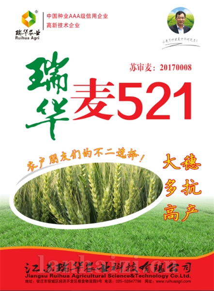 瑞华麦521