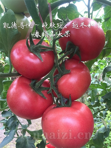 凯德尊悦