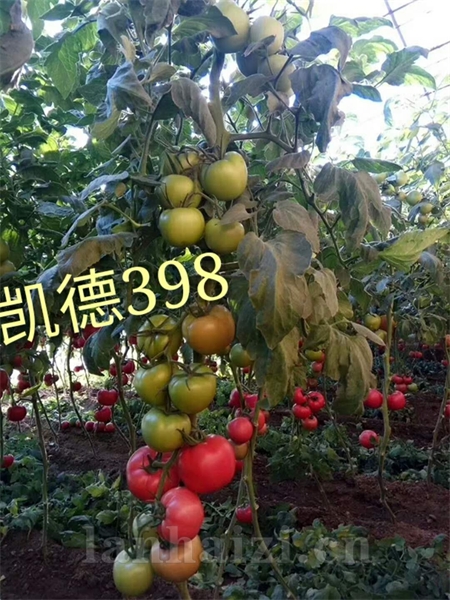 凯德398精品大果