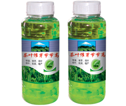  茶叶催芽节节高