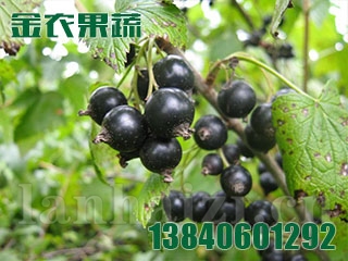黑加仑苗