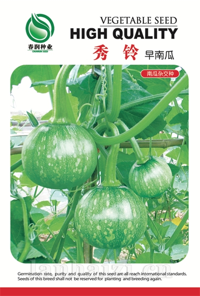 秀铃——南瓜种子