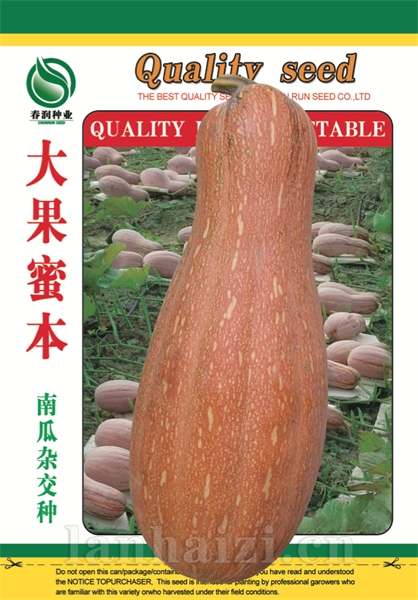 大果蜜本——南瓜种子