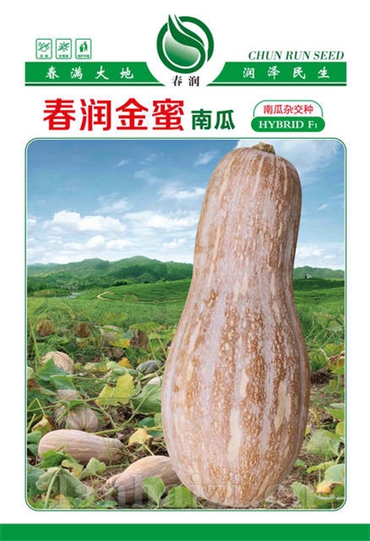 春润金蜜——南瓜种子