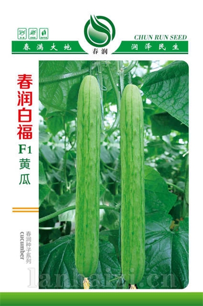 春润白福F1——黄瓜种子