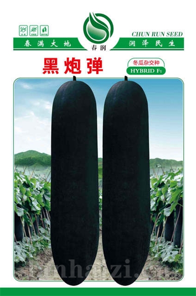 黑弹炮冬瓜——冬瓜种子