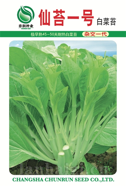仙红二号——菜薹种子