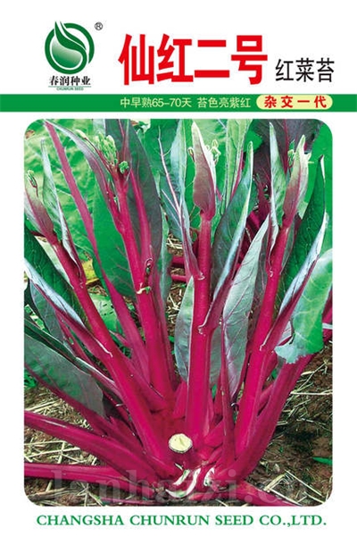 仙红一号——菜薹种子