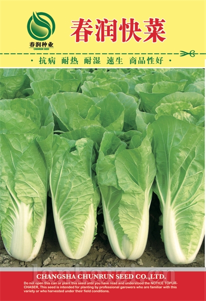 春润快菜——白菜种子