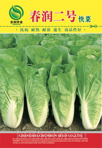 春润二号——白菜种子