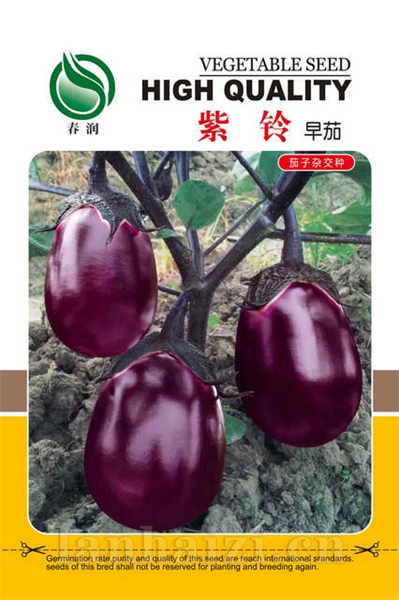 紫铃早茄——其他种子