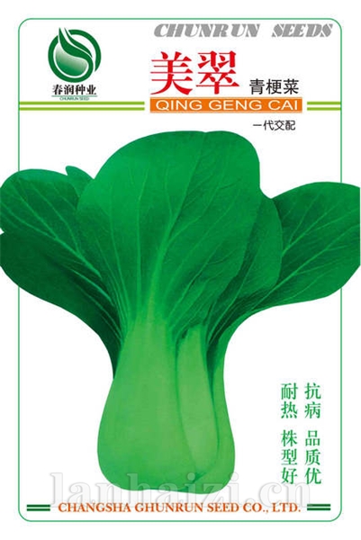 美翠青梗菜——其他种子
