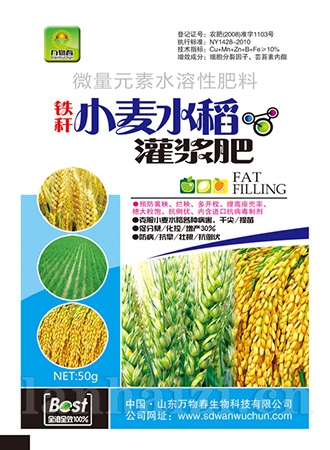 铁杆小麦水稻粒粒饱50g