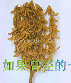 圣园大豆王
