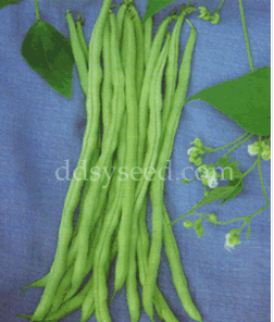 圣园架豆王