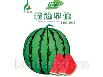 精选早佳