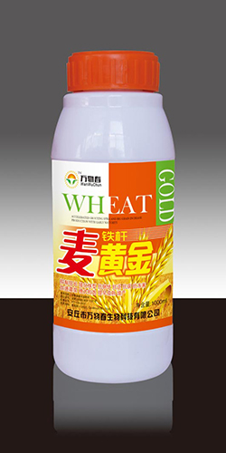 铁杆麦黄金1000ml