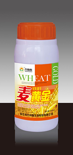 铁杆麦黄金500m