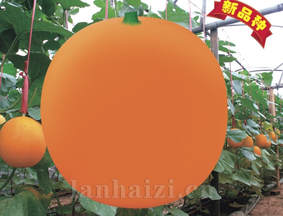 新蜜红
