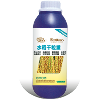 水稻千粒重