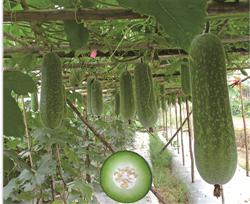 小家碧玉——冬瓜