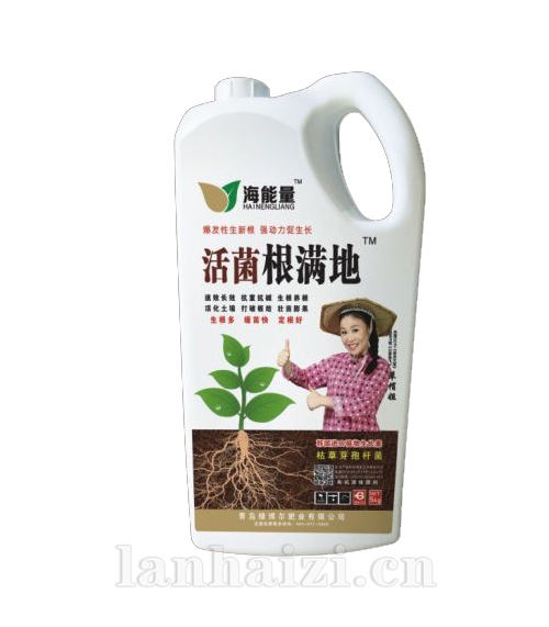 活菌根满地