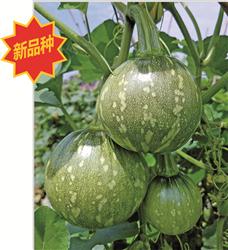 嫩早佳美——南瓜