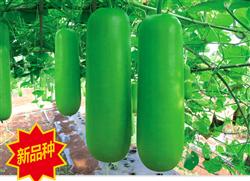 兴蔬短瓠——瓠瓜