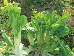 五彩黄薹3号——菜薹