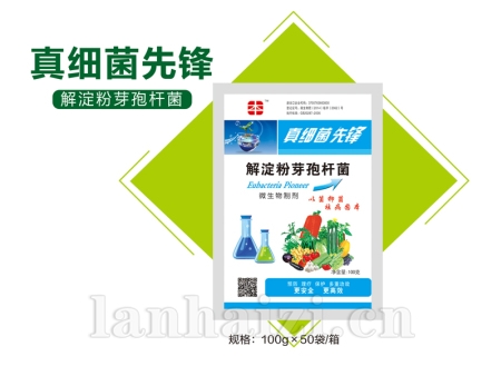 真细菌先锋