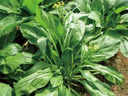 五彩翠薹2号——菜薹