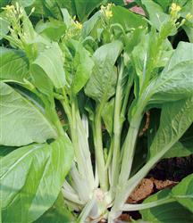 五彩黄薹1号——菜薹