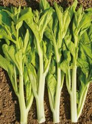 五彩黄薹2号——菜薹